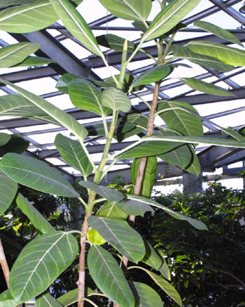 Bengal Fig